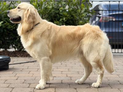 Proven IKC Registered Pedigree Golden Retriever