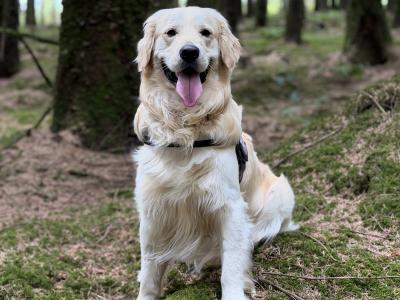 Proven IKC Registered Pedigree Golden Retriever