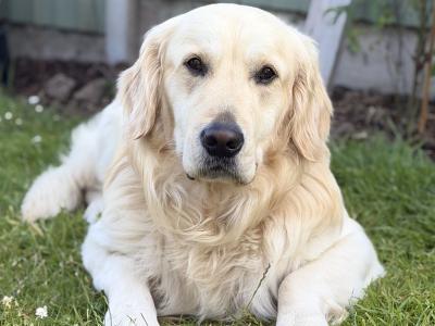 Proven IKC Registered Pedigree Golden Retriever