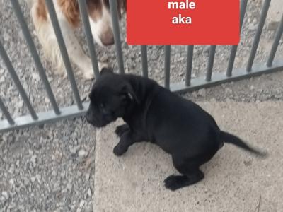 Tricolor 🔥Staffy (Staffordshire Bull Terrier) pups in Offaly