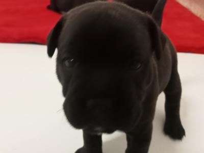 Tricolor 🔥Staffy (Staffordshire Bull Terrier) pups in Offaly