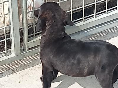 Tricolor 🔥Staffy (Staffordshire Bull Terrier) pups in Offaly