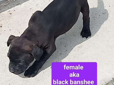 Tricolor 🔥Staffy (Staffordshire Bull Terrier) pups in Offaly
