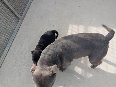 Tricolor 🔥Staffy (Staffordshire Bull Terrier) pups in Offaly