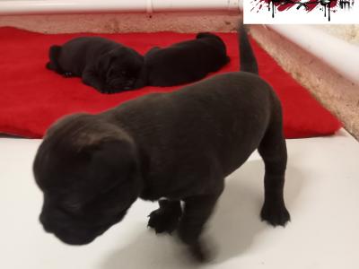 Tricolor 🔥Staffy (Staffordshire Bull Terrier) pups in Offaly