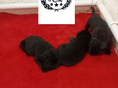 Tricolor 🔥Staffy (Staffordshire Bull Terrier) pups in Offaly