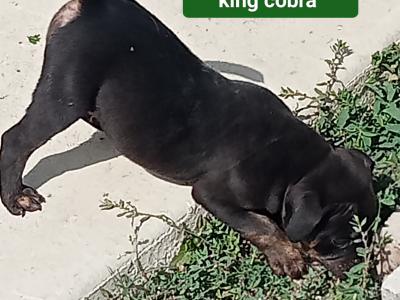Tricolor 🔥Staffy (Staffordshire Bull Terrier) pups in Offaly