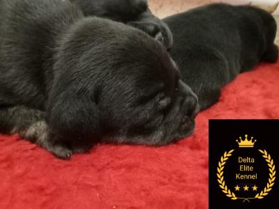 Tricolor 🔥Staffy (Staffordshire Bull Terrier) pups in Offaly
