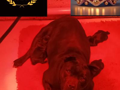 Tricolor 🔥Staffy (Staffordshire Bull Terrier) pups in Offaly