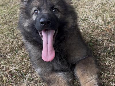 Traditional IKC Registered German Shepherd puppies in Offaly