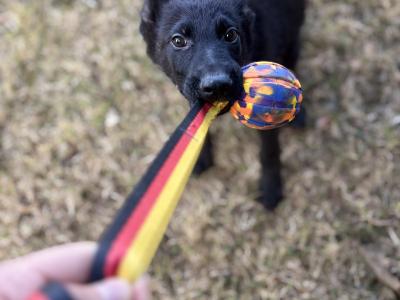 Traditional IKC Registered German Shepherd puppies in Offaly