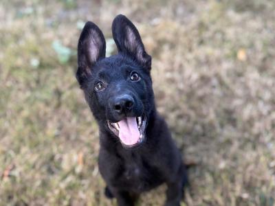 Traditional IKC Registered German Shepherd puppies in Offaly