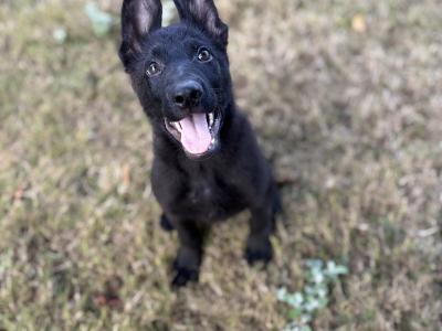 Traditional IKC Registered German Shepherd puppies in Offaly