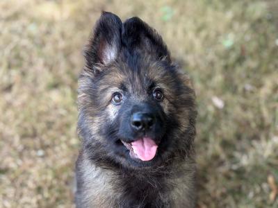 Traditional IKC Registered German Shepherd puppies in Offaly