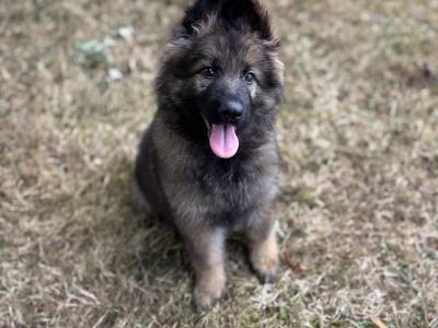 Traditional IKC Registered German Shepherd puppies in Offaly