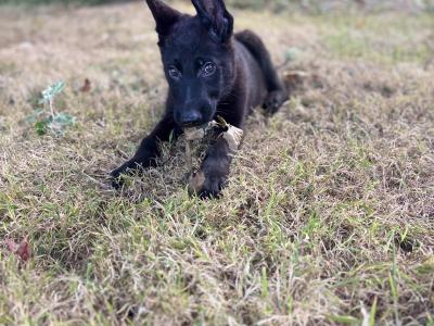 Traditional IKC Registered German Shepherd puppies in Offaly