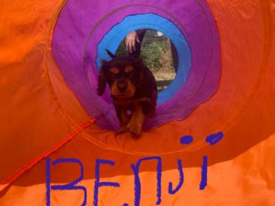 Cavalier King Charles Spaniel puppies for sale in Limerick