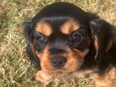 Cavalier King Charles Spaniel puppies for sale in Limerick