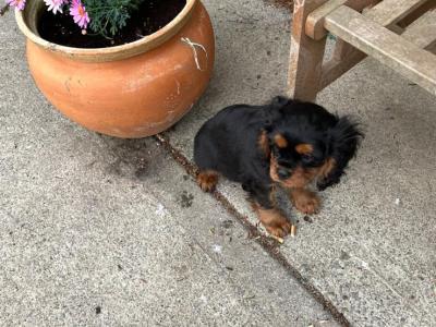 Cavalier King Charles Spaniel puppies for sale in Limerick