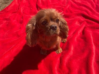 Cavalier King Charles Spaniel puppies for sale in Limerick
