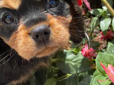 Cavalier King Charles Spaniel puppies for sale in Limerick