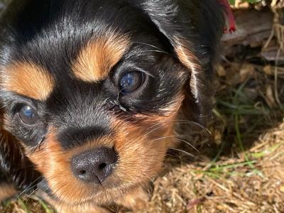 Cavalier King Charles Spaniel puppies for sale in Limerick