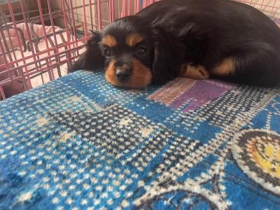 Cavalier King Charles Spaniel puppies for sale in Limerick