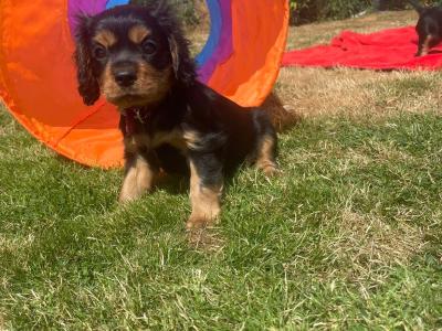 Cavalier King Charles Spaniel puppies for sale in Limerick