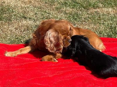 Cavalier King Charles Spaniel puppies for sale in Limerick