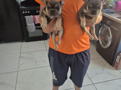 Show quality Frenchie Isabella Carriers