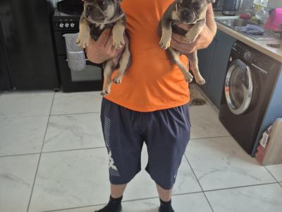 Show quality Frenchie Isabella Carriers