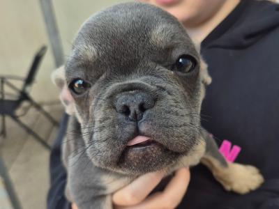 Show quality Frenchie Isabella Carriers