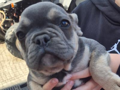 Show quality Frenchie Isabella Carriers