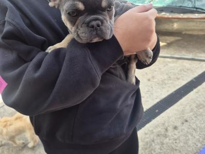 Show quality Frenchie Isabella Carriers