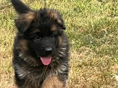 Top Quality German Shepherd puppies in Waterford