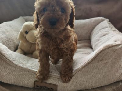 Miniature female Poodle puppies in Wexford