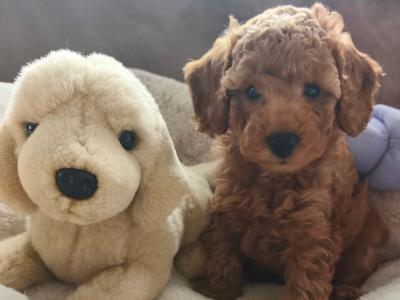 Miniature female Poodle puppies in Wexford
