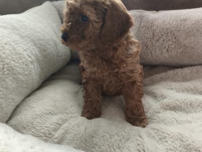 Miniature female Poodle puppies in Wexford