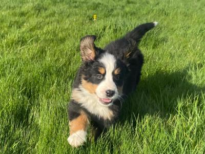 IKC Registered (pending) Bernese Mountain Dog puppies in Wicklow