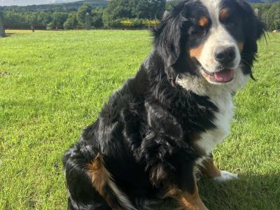 IKC Registered (pending) Bernese Mountain Dog puppies in Wicklow
