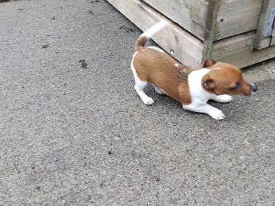 Miniature male Jack Russell puppy for sale in Dublin