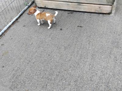 Miniature male Jack Russell puppy for sale in Dublin