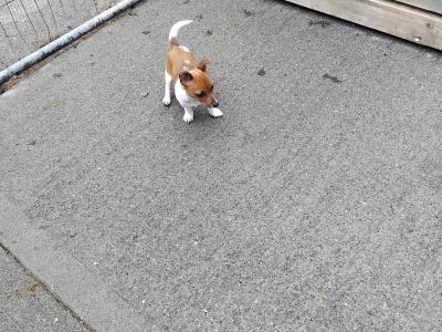 Miniature male Jack Russell puppy for sale in Dublin