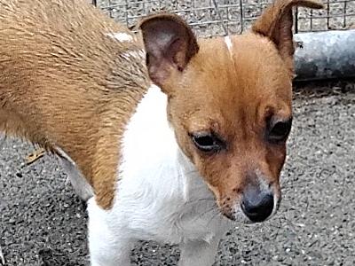 Miniature male Jack Russell puppy for sale in Dublin