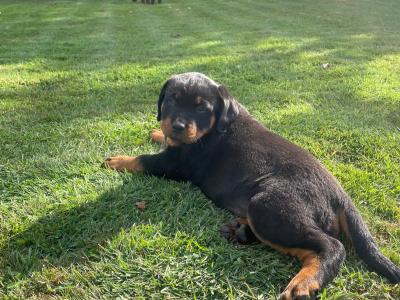 Quality Rottweiler puppies