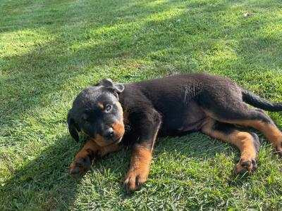 Quality Rottweiler puppies