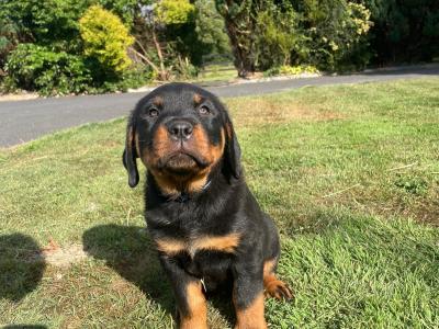 Quality Rottweiler puppies