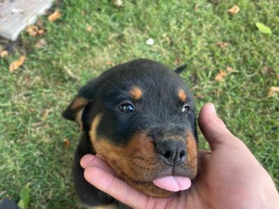 Quality Rottweiler puppies