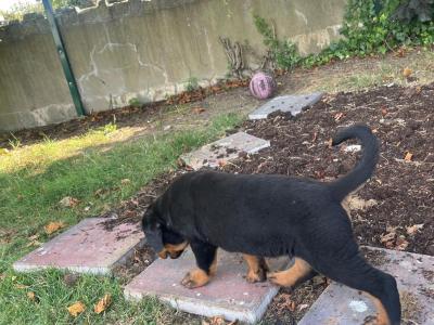 Quality Rottweiler puppies