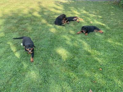 Quality Rottweiler puppies